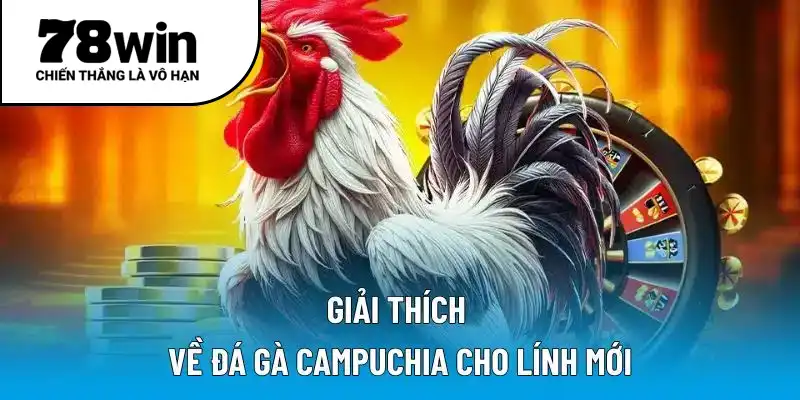 Giải thích về đá gà Campuchia cho lính mới