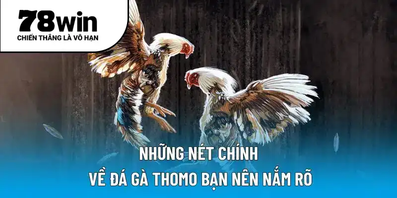 Những nét chính về đá gà Thomo bạn nên nắm rõ