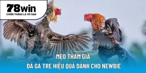 Mẹo tham gia đá gà tre hiệu quả dành cho newbie