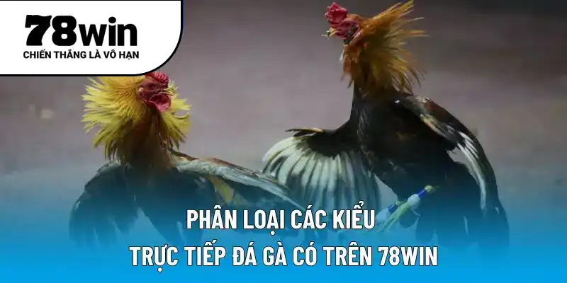 Phân loại các kiểu trực tiếp đá gà có trên 78WIN