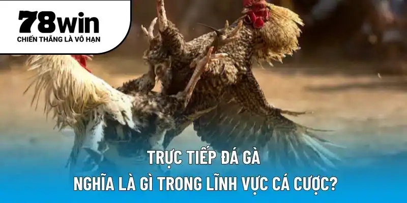 Trực tiếp đá gà nghĩa là gì trong lĩnh vực cá cược?